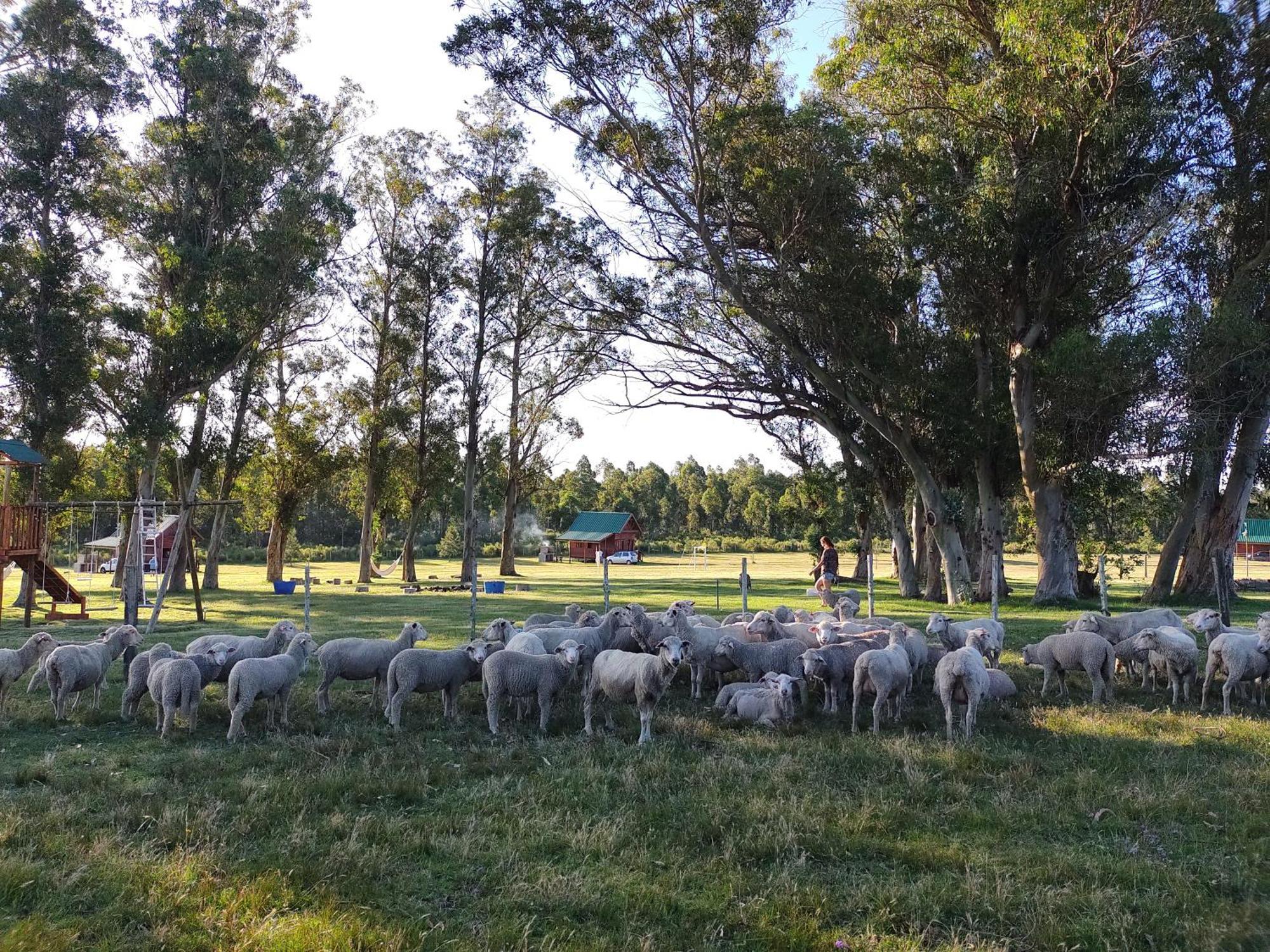 מלדונאדו Centro Los Alamos מראה חיצוני תמונה